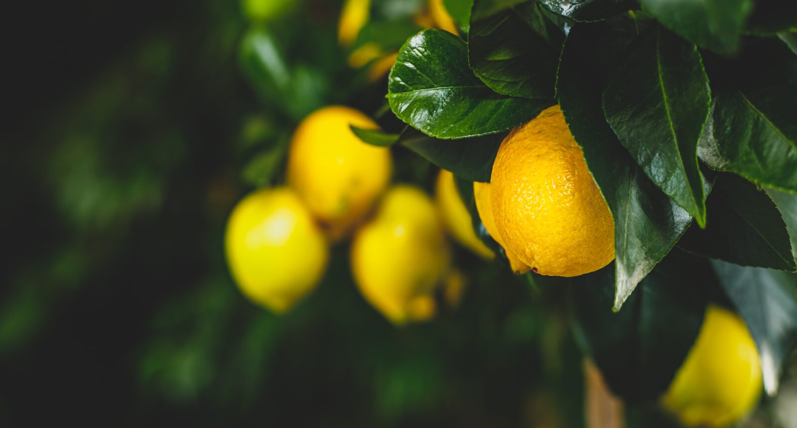 Yellow citrus lemon fruit and green leaves in garden. Citrus Limon grows on a tree branch, close up. Decorative citrus lemon house plant Meyer lemon Citrus × meyeri