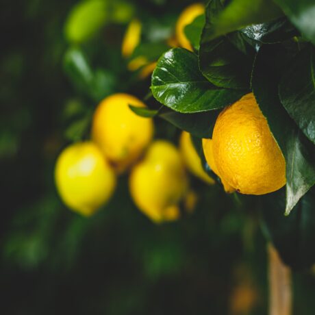 Yellow citrus lemon fruit and green leaves in garden. Citrus Limon grows on a tree branch, close up. Decorative citrus lemon house plant Meyer lemon Citrus × meyeri