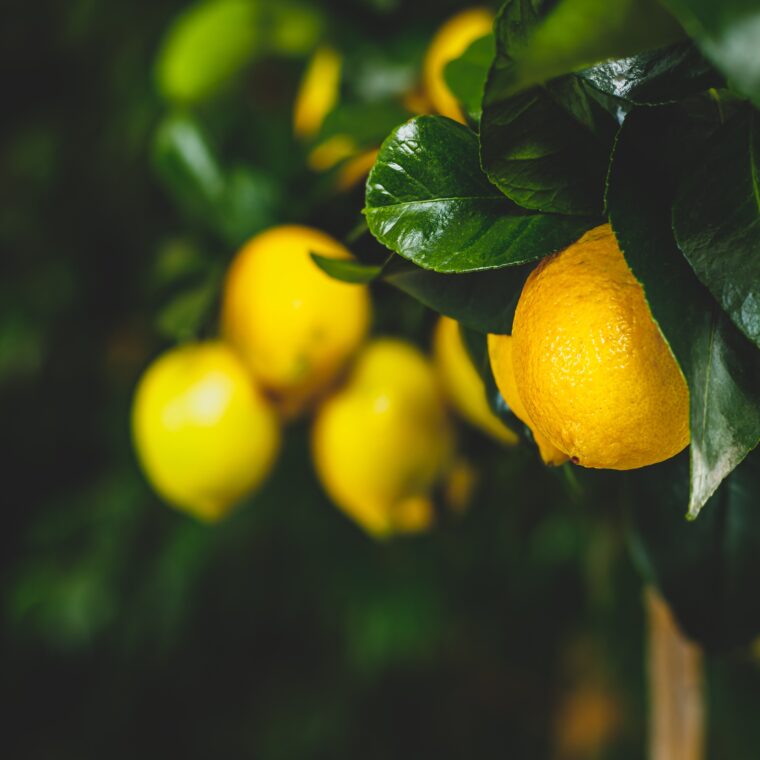 Yellow citrus lemon fruit and green leaves in garden. Citrus Limon grows on a tree branch, close up. Decorative citrus lemon house plant Meyer lemon Citrus × meyeri