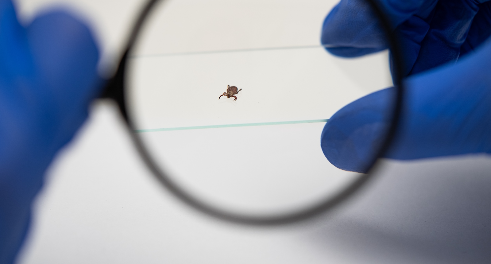 Scientist wearing blue protective gloves examining tick specimen under magnifying glass while performing medical research in sterile laboratory setting