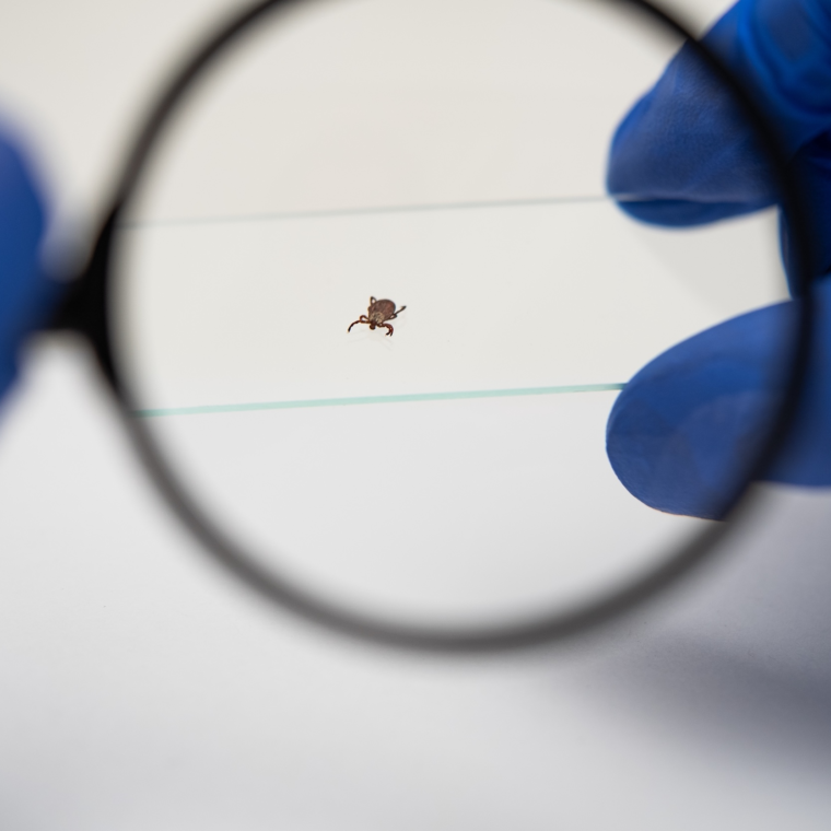 Scientist wearing blue protective gloves examining tick specimen under magnifying glass while performing medical research in sterile laboratory setting
