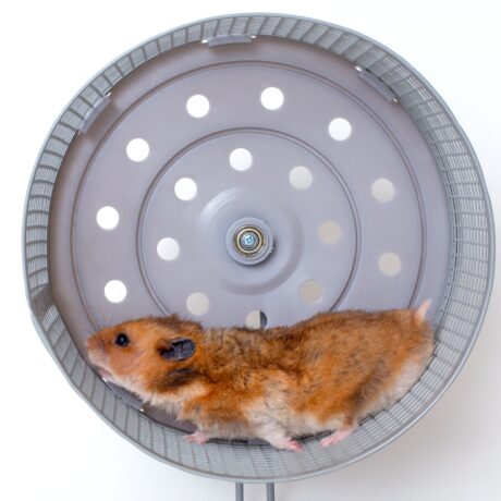 Energetic,Hamster,Running,In,Wheel,For,Fitness,And,Playful,Activity