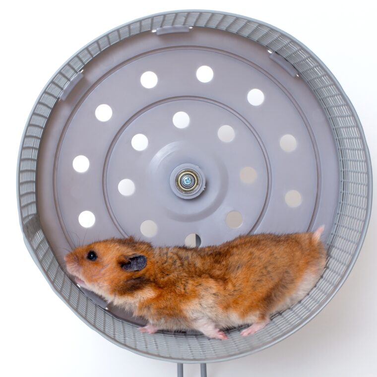Energetic,Hamster,Running,In,Wheel,For,Fitness,And,Playful,Activity