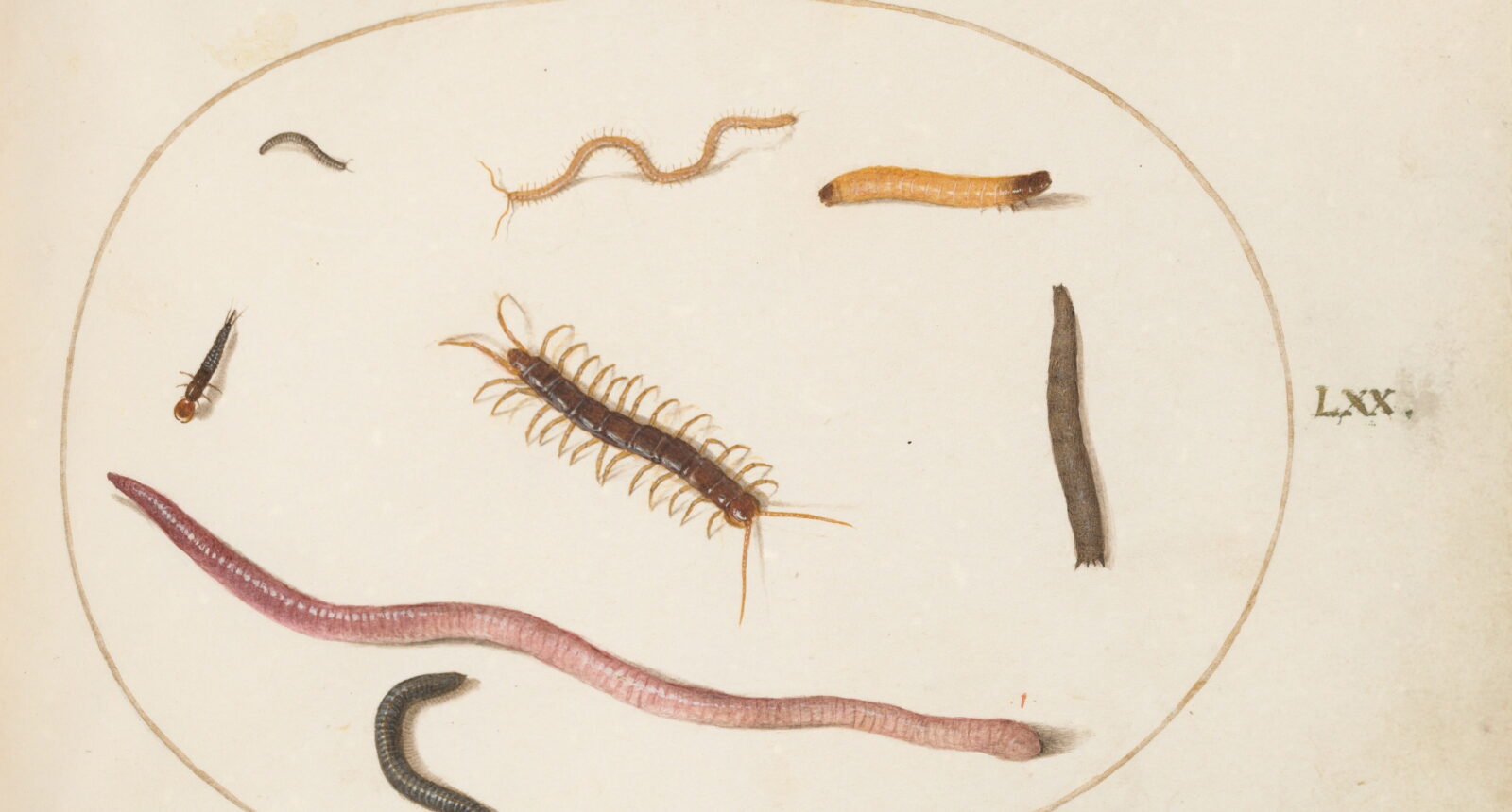 Joris Hoefnagel, Plate 70: Worm, Centipede, Millipede, and Other Long Creatures, c.1575/1590s. Image: National Gallery of Art, Washington