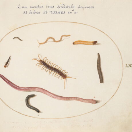 Joris Hoefnagel, Plate 70: Worm, Centipede, Millipede, and Other Long Creatures, c.1575/1590s. Image: National Gallery of Art, Washington