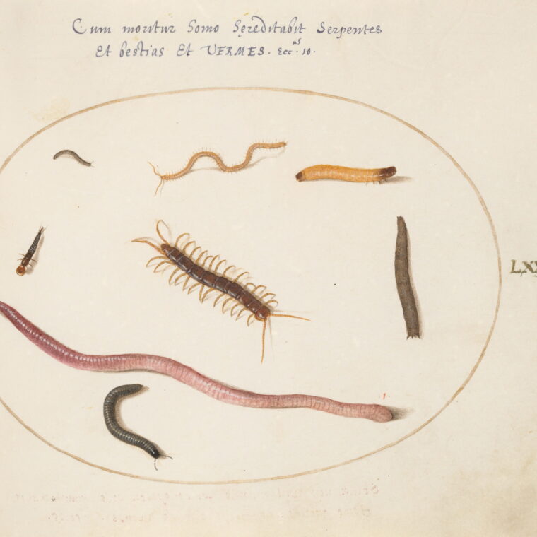 Joris Hoefnagel, Plate 70: Worm, Centipede, Millipede, and Other Long Creatures, c.1575/1590s. Image: National Gallery of Art, Washington